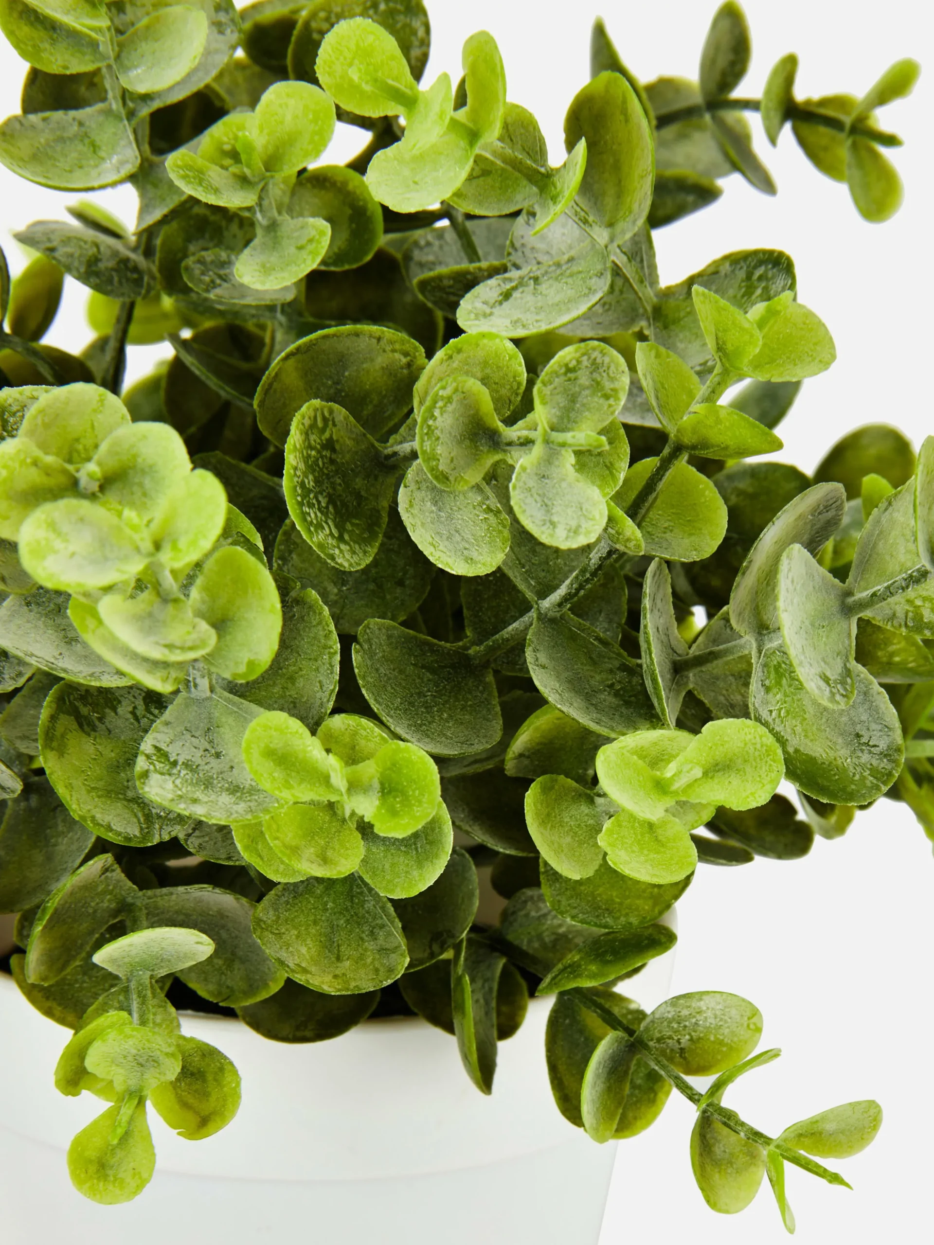 petit_eucalyptus_artifici_1.webp Petit Eucalyptus Artificiel